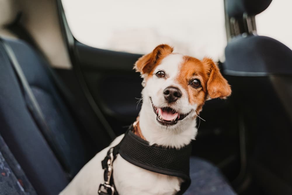 Buckle Up! Best Dog Seat Belts for Driving With Your Dog