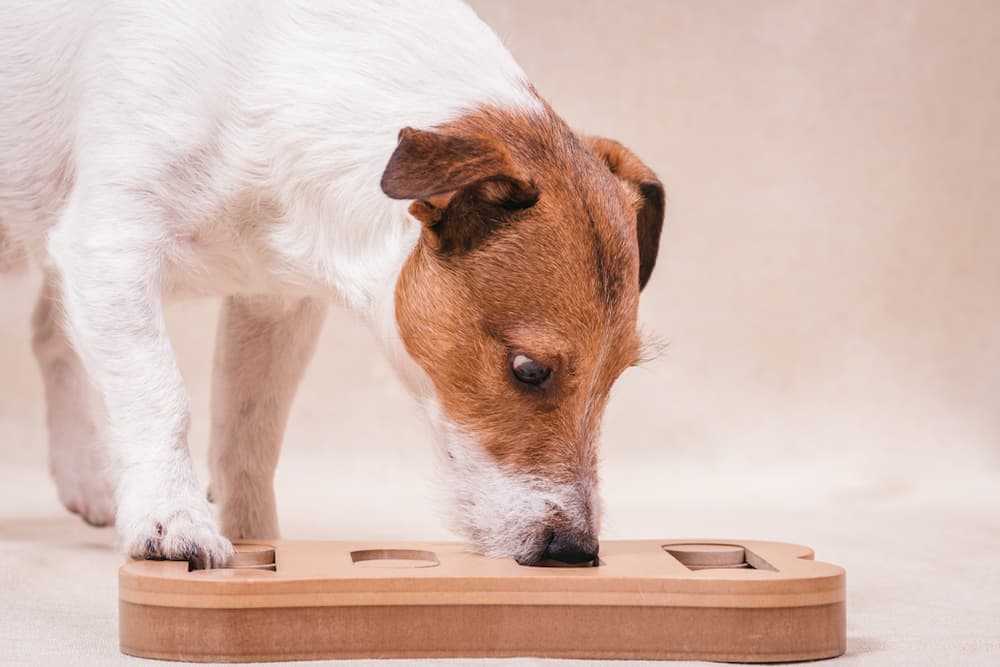 Brain Games for Dogs: Easy Ways to Enrich Your Dog's Life