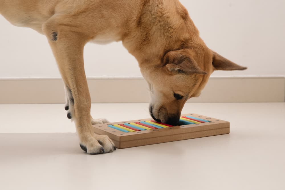 How Enrichment Toys Keep Your Dog Happy and Healthy — Golden Retriever Life