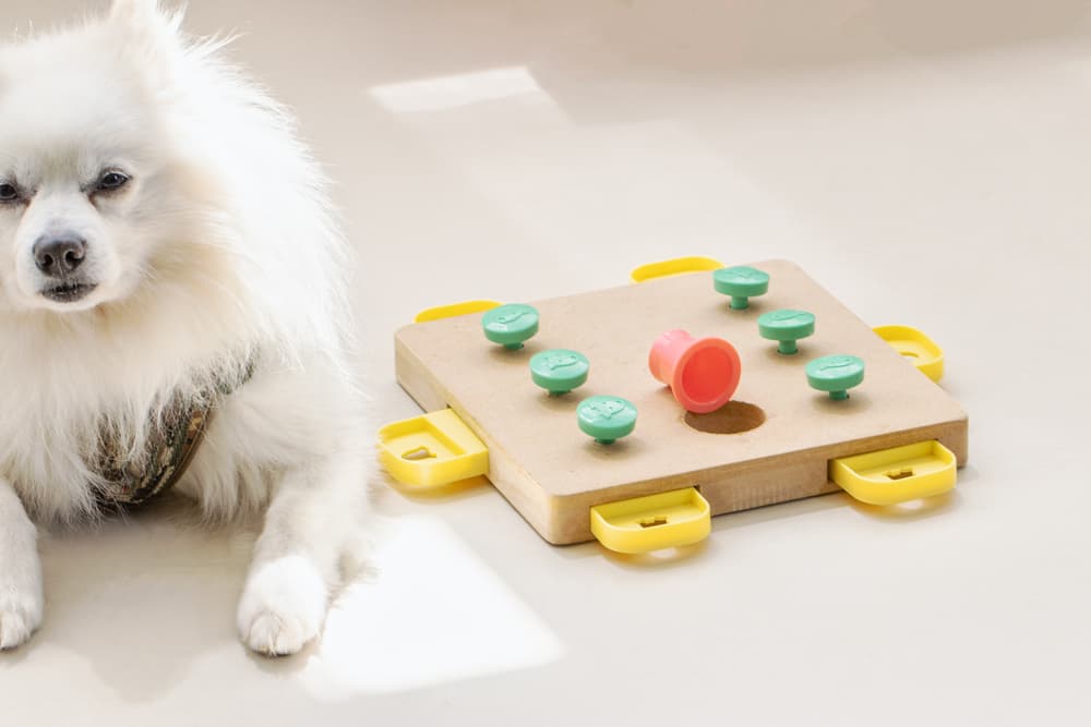 How to keep your dogs entertained with Enrichment toys – Homeward