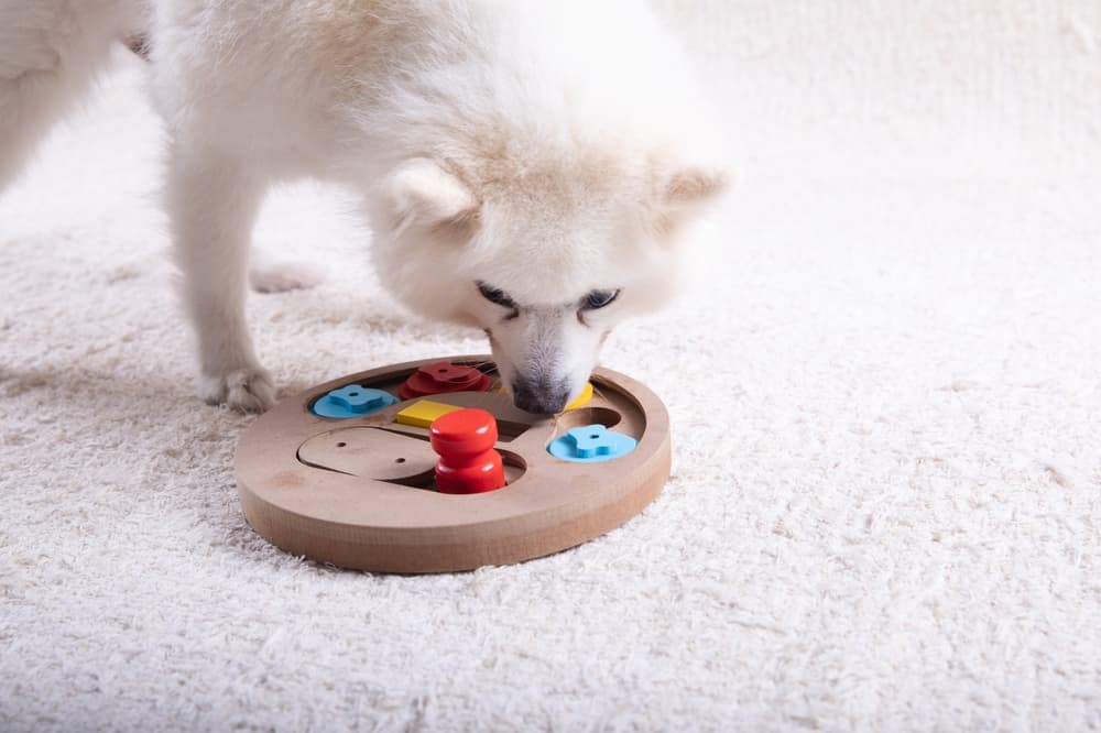 6 Best Dog Enrichment Toys to Beat Boredom - Vetstreet