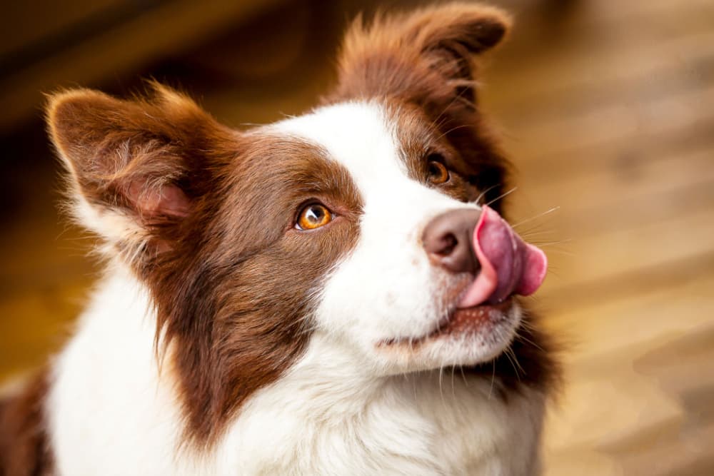 Dog Food for Picky Eaters: 9 Best Options in 2025