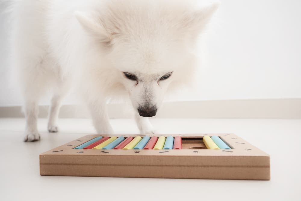 7 Dog Puzzle Toys to Boost Brainpower - Vetstreet