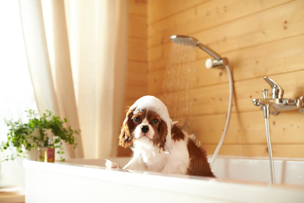 6 Best Dog Shower Attachments for Bath Time - Vetstreet
