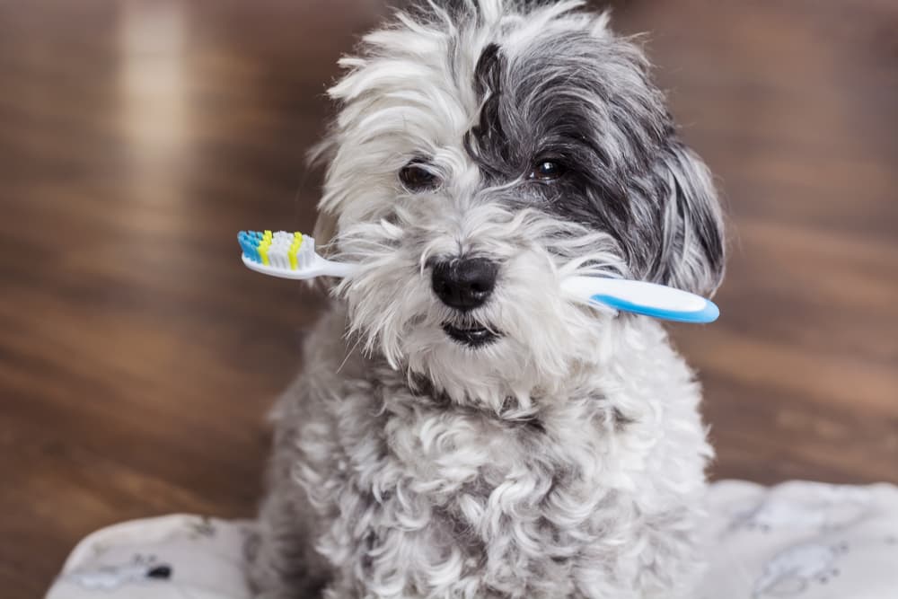 Super Soft Tooth Brush 360 ° Oral Cleaning Pet Toothbrush Remove Bad Breath  Tartar Tooth Brush Dog Cat Oral Care Mouth Clean NEW