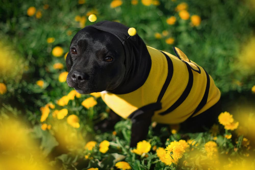 These Are the 17 Best Dog Halloween Costumes of 2023