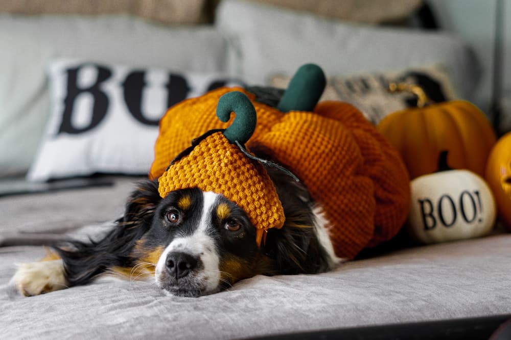 Best Dog Costumes for Halloween! - Lucky Dogs Cool Cats Pet Sitting
