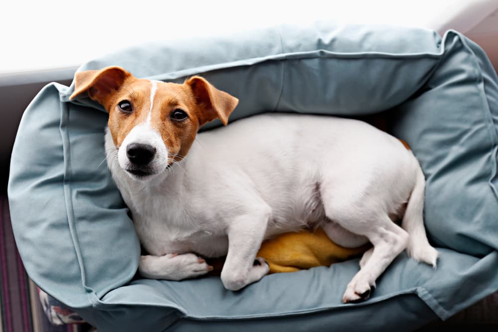 The 6 Best Outdoor Dog Beds of 2023