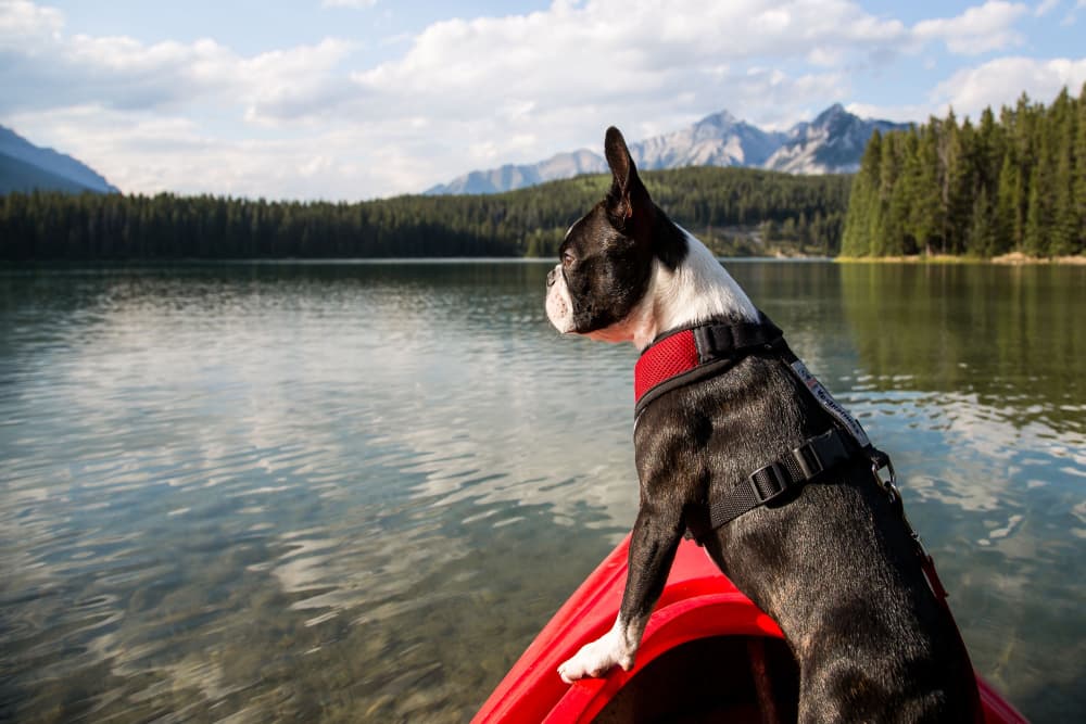How to Train a Dog to Kayak – Bay Sports