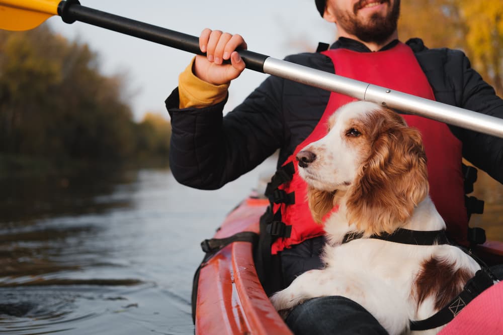 What You Need to Know Before Kayaking with a Dog