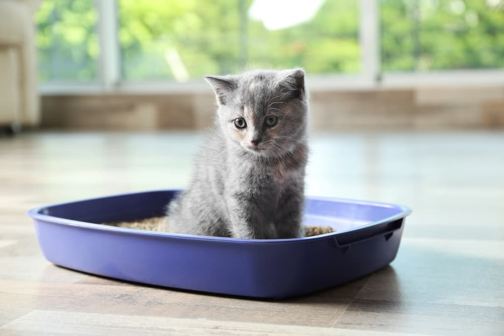 8 Best Cat Litter Mats to Prevent Mess - Vetstreet