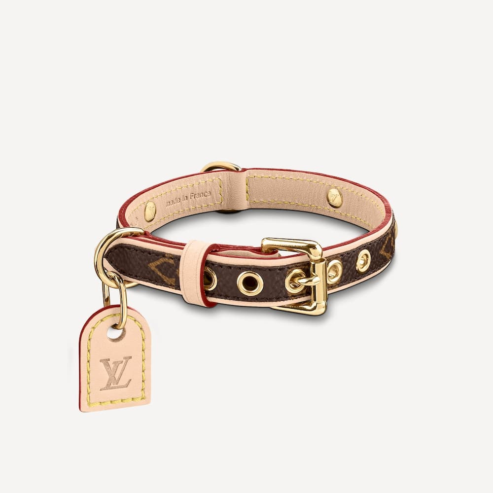 Luxurious pet accessories to spoil your fur-friend with