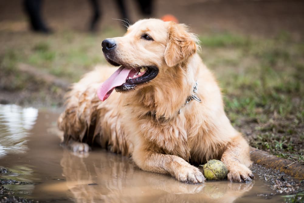 Cleaning Tips For Dogs Who Love Mud! - Omlet Blog US