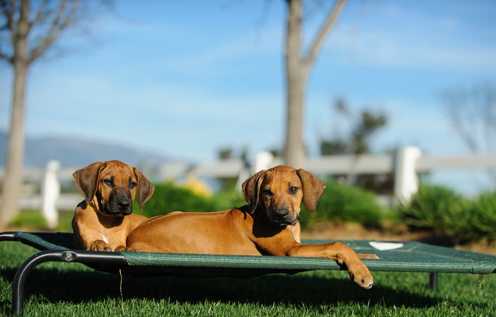 The 6 Best Outdoor Dog Beds of 2023