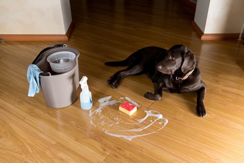 5 Best Pet-Safe Cleaning Products in 2023