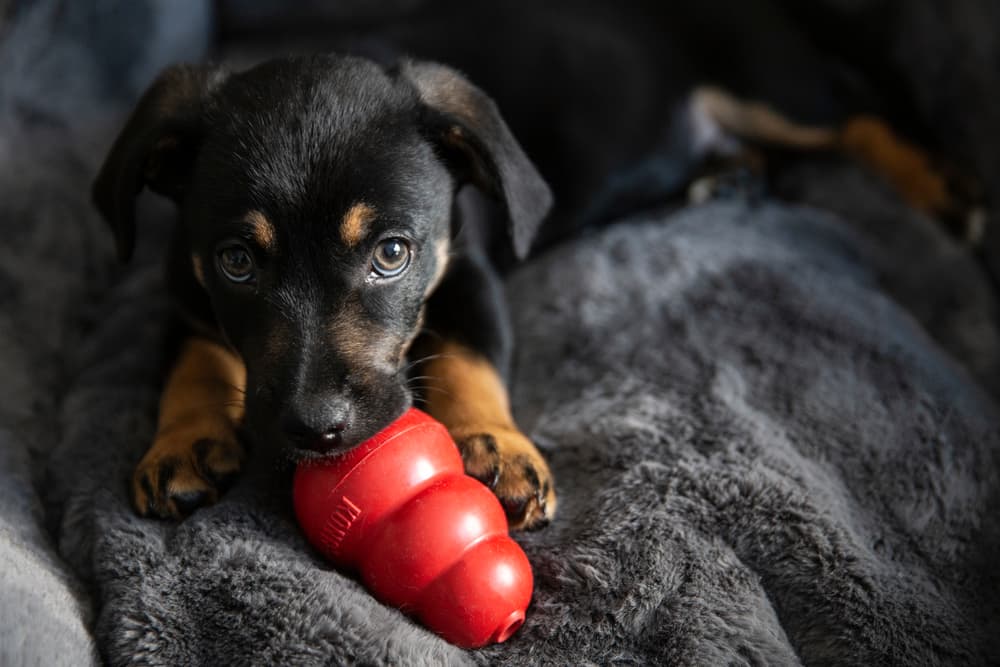 Best Types of Chew Toys for Puppies