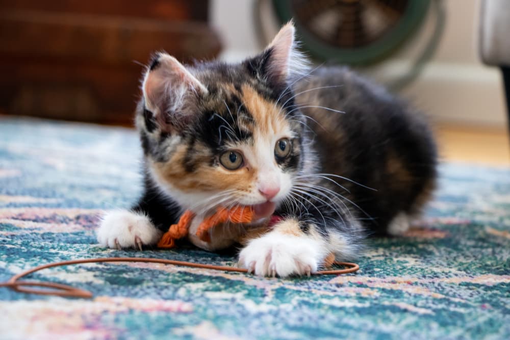 The 10 Best Cat Toys to Play Alone