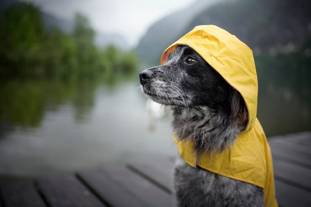 Pawtton Hype LV Dog Rain Hooded Jacket