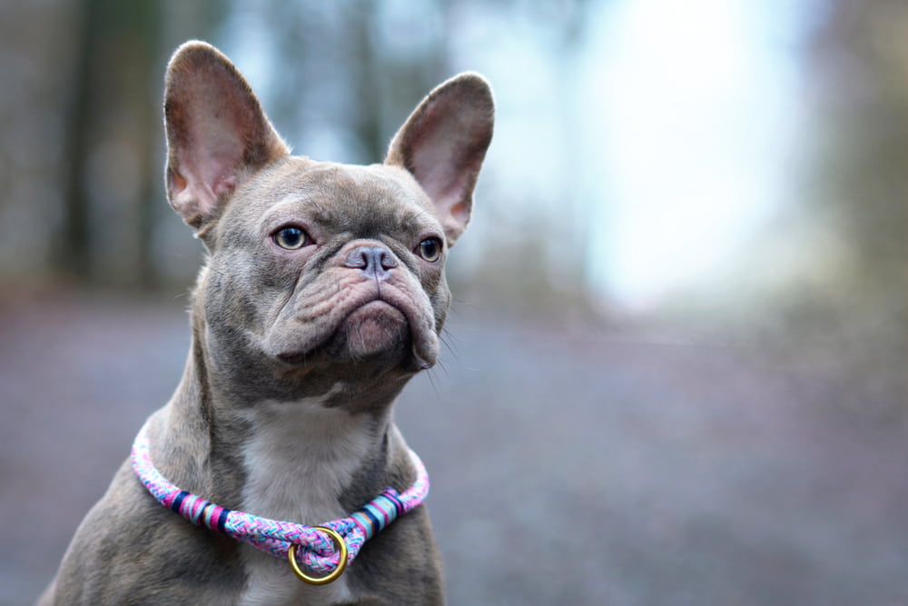 10 Cute Dog Collars for Your Four-Legged Friend - Drew & Jonathan