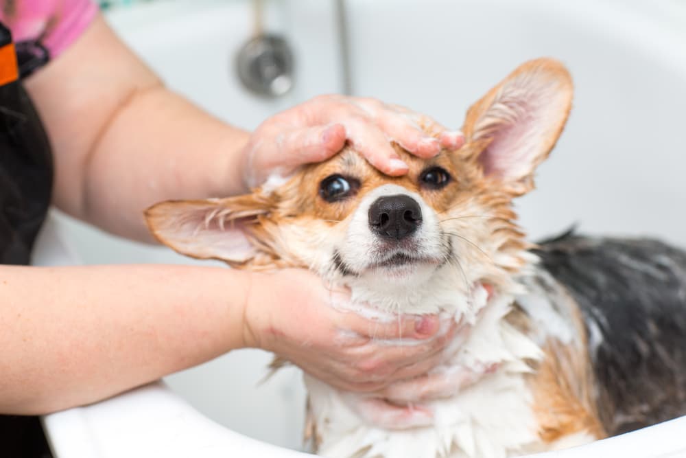 what shampoo is good for dog dandruff