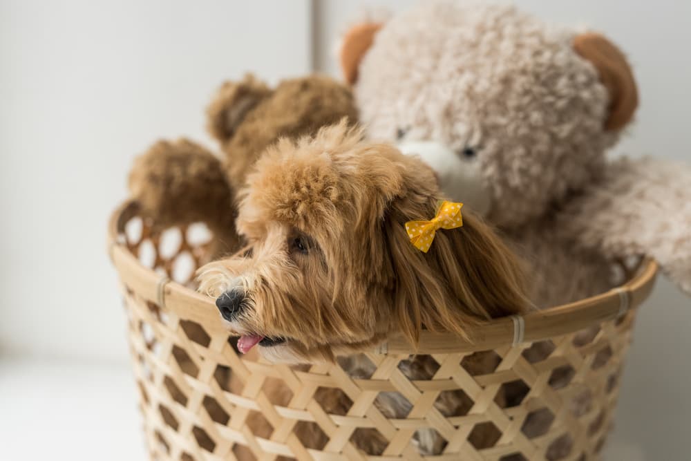 Durable Pet Toy Storage Basket Organizer Pet Toy Storage Box Dog