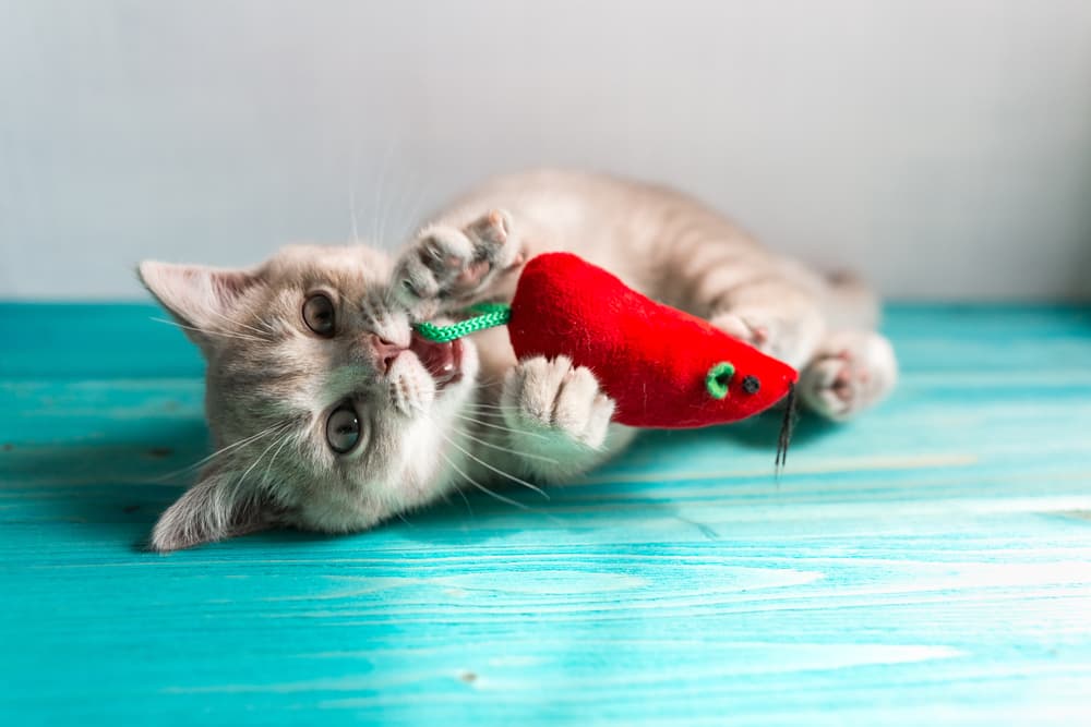 Unique Cat Toys to Challenge Your Cat's Brain - Some Pets