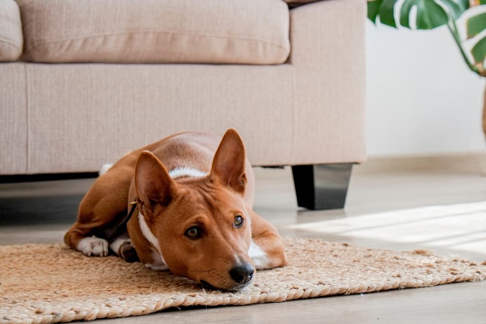 Pet Proof Rugs - Solutions for Resistant Rugs • Queen Bee of Honey Dos