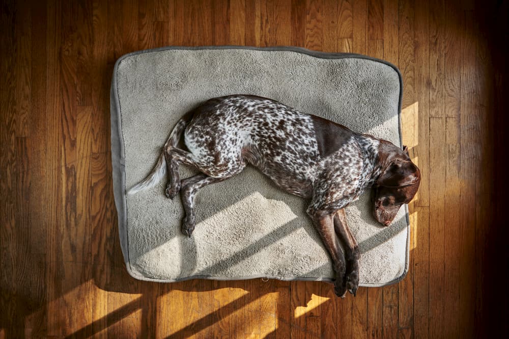 Chew Resistant Dog Bed With 200 Day Guarantee