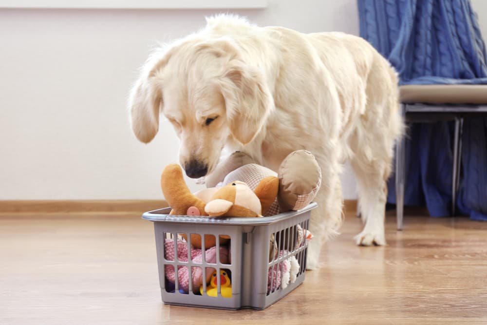 The 9 Best Dog Toy Storage of 2024