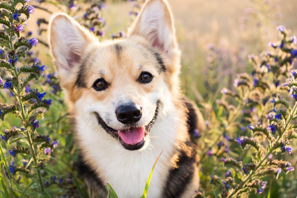 Embark Breed Identification Dog DNA Test