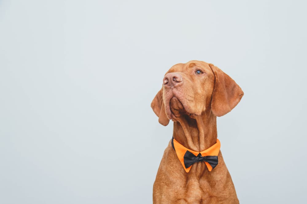 Dog Collar With Bow, Stylish Cute Plaid Small Dog Collar Soft