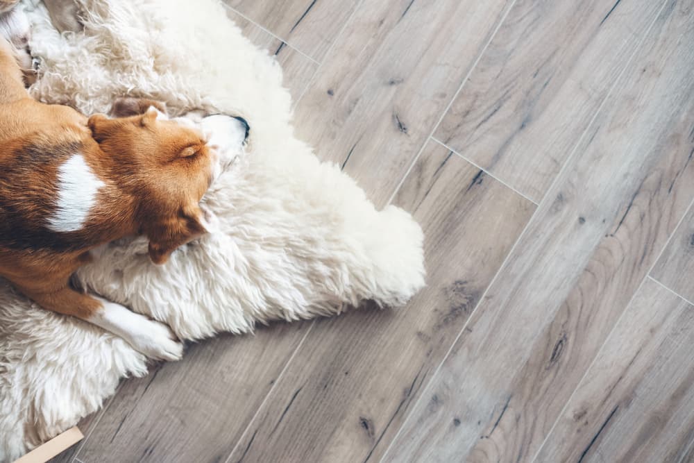 6 Dog-Proof Flooring Options That Will Hold Up to Your Hound