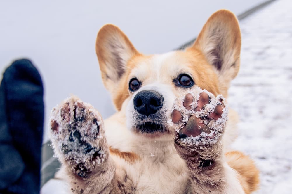 Dog Paw Balm: What It Is and How to Use It - Vetstreet