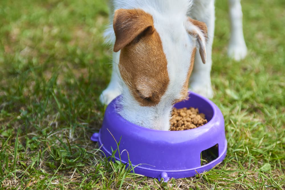 Brake-Fast Slow Feed Dog Food Bowl – Give the Dog a Ball
