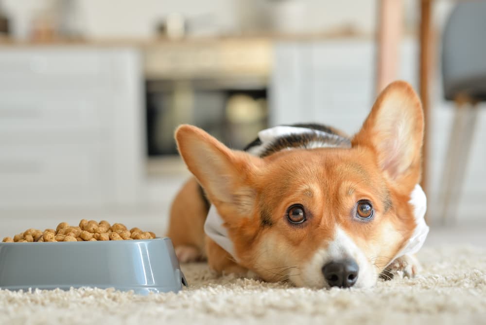 Top 5 Best Slow Feeder Dog Bowls for Wet Food — McSquare Doodles