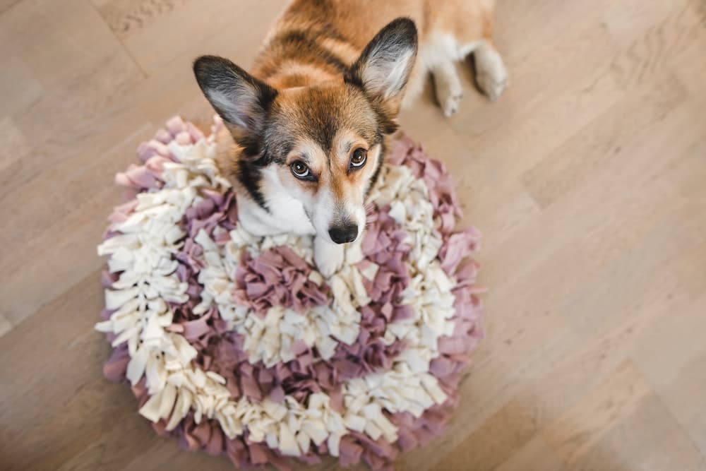 GoxRunx Pet Snuffle Mat for Small and Medium Dogs, Interactive Sniff  Feeding Mat for Puppies, Slow Feeder Dog Treat Mat for Training and Stress  Relief