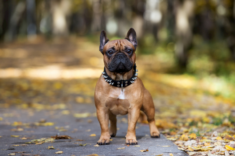 Studded Dog Collar - Unique and Stylish Dog Collar