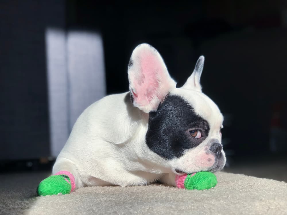 Grippers Non Slip Dog Socks for Maximum Grip – Dog Quality