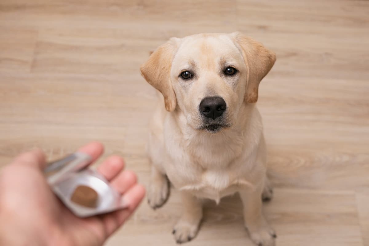 How Do Probiotics For Dogs Work Vetstreet Vetstreet