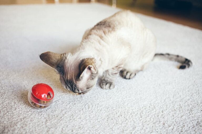 8 Best Cat Puzzle Feeders for Mealtime Enrichment - Vetstreet | Vetstreet