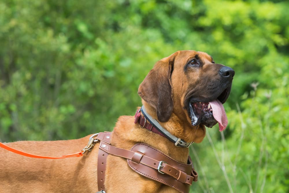 Leather PV Harness Adjustable Pet Dog Leather Harness Leash Set
