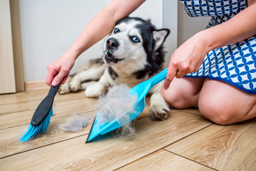 Dog Kennel hard Brislte Brush Scrubber
