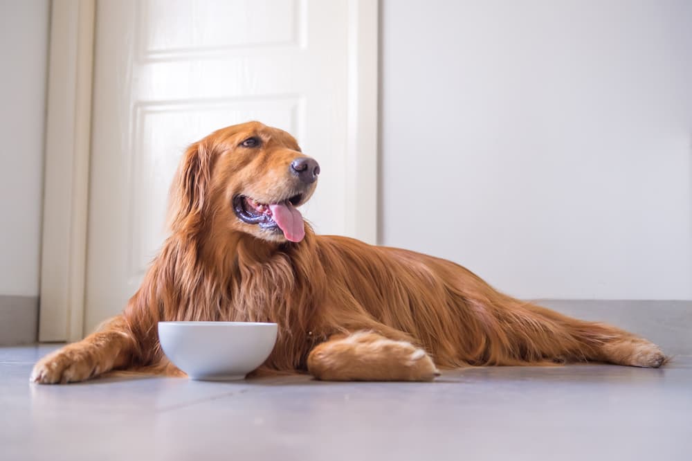 Is There Really Such a Thing as an Ideal Weight for Pets? - Vetstreet
