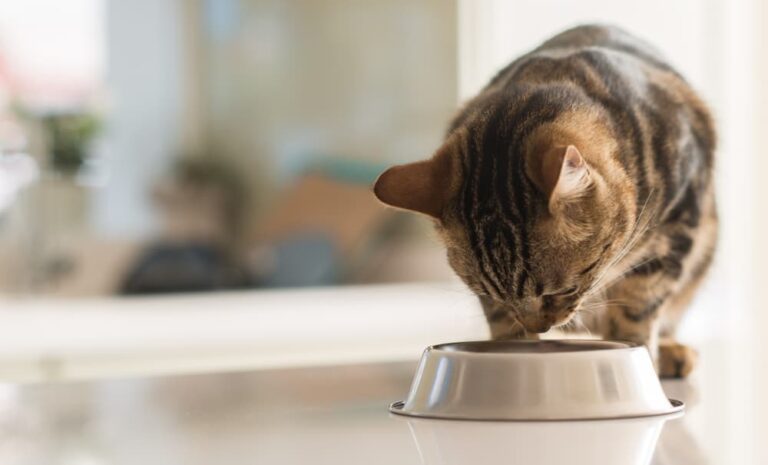 6 Best Hairball Control Cat Foods, According to Vets - Vetstreet ...