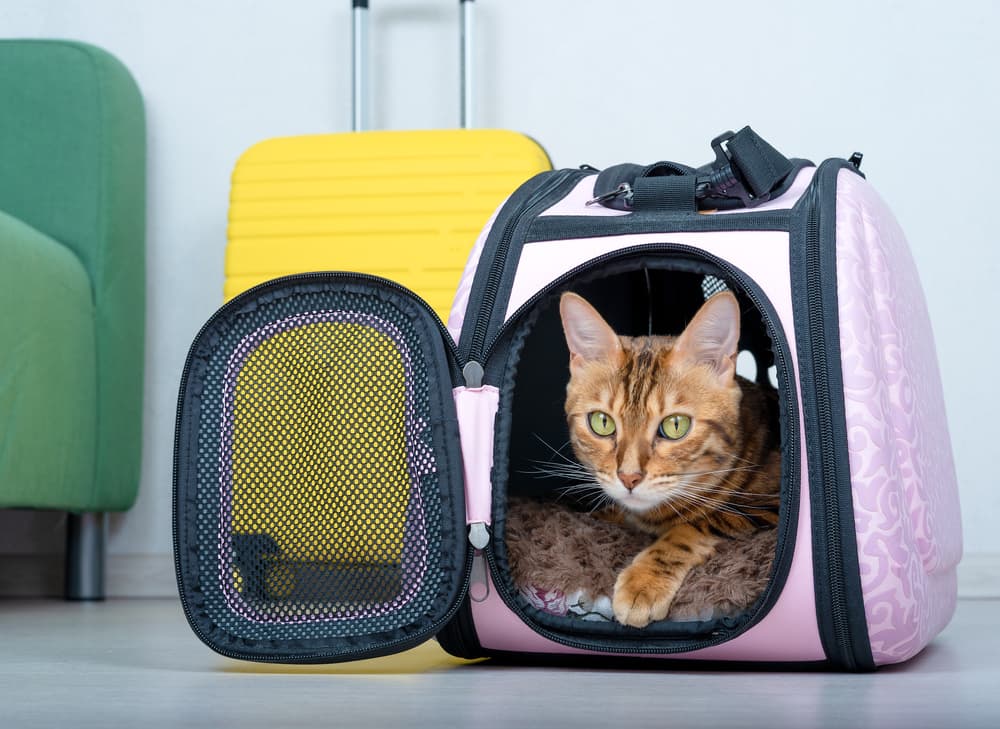 The Best 7 Double Cat Carrier Products: Our Top Picks and Reviews 