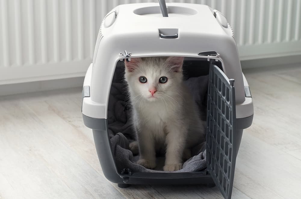 Top 5 Best Cat Carriers Review in 2024 [We Tested & Tried Them