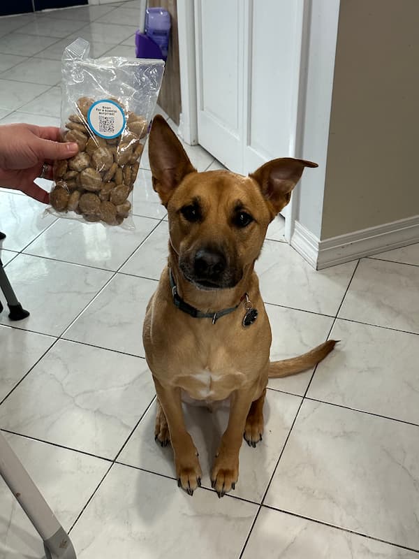 Dog poses with BARK Snack Pack Treats