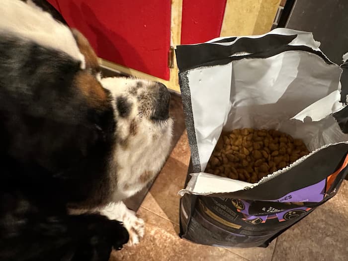 Cachorro olhando para saco de comida da Purina Pro Plan Sport