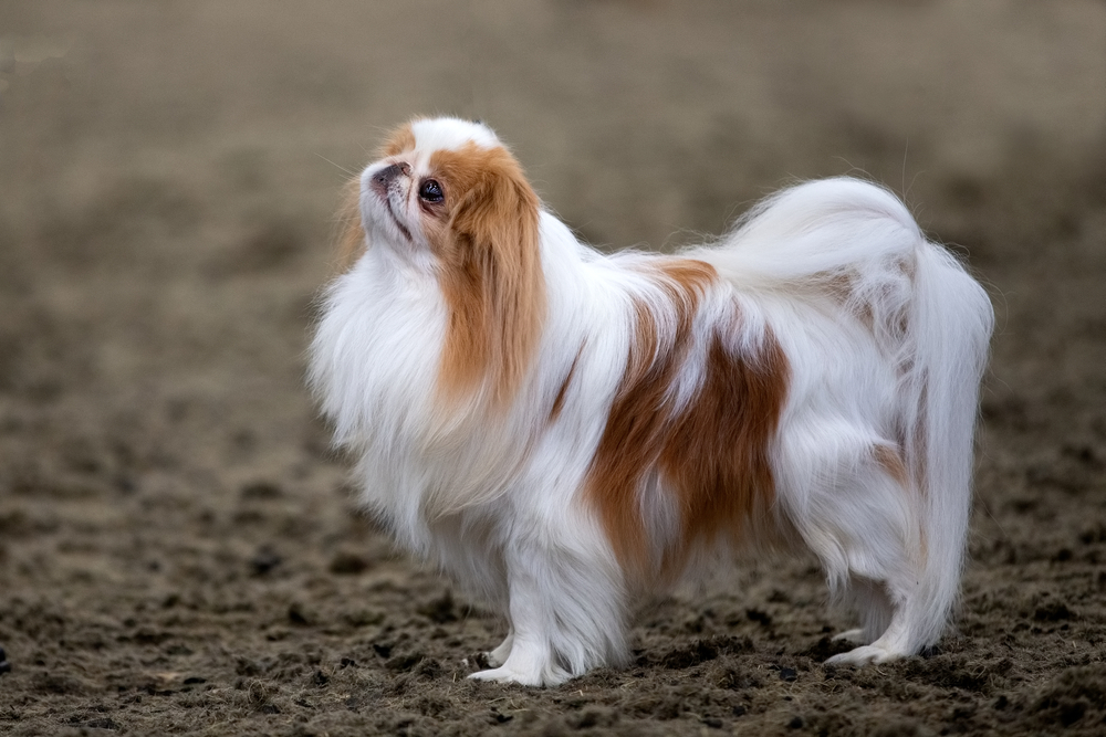 The Japanese Chin