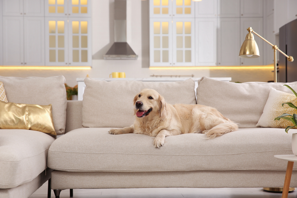 Best 6 Durable and Chic Pet-Friendly Couches